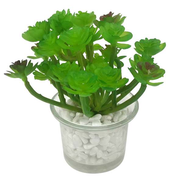 Succulent in Glass Vase, 4.25"