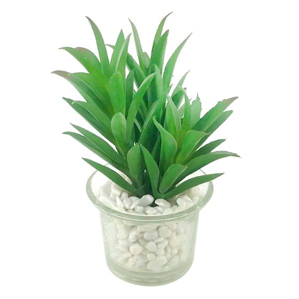 Spike Succulent in Glass Pot, 4.75"