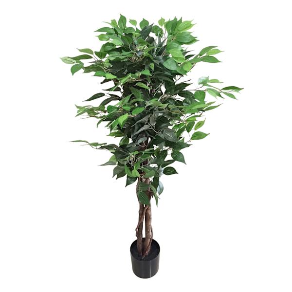 Ficus Tree in Black Pot, 4'