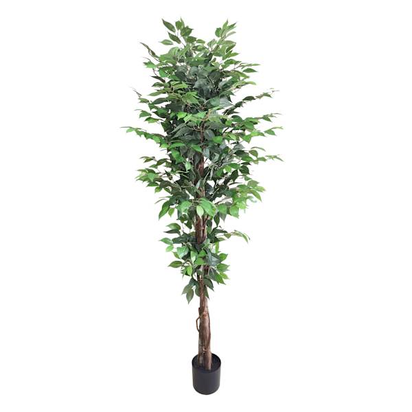 Ficus Tree in Black Pot, 6'