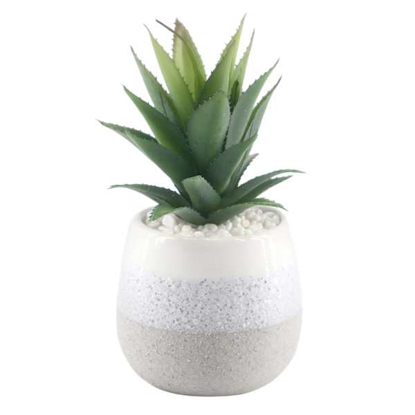 Succulent with Ceramic Planter, 7"