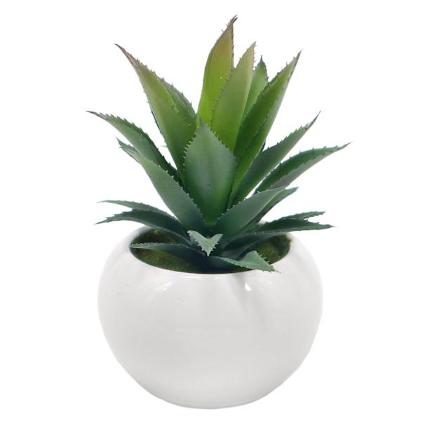 Succulent in White Ceramic Pot, 6"
