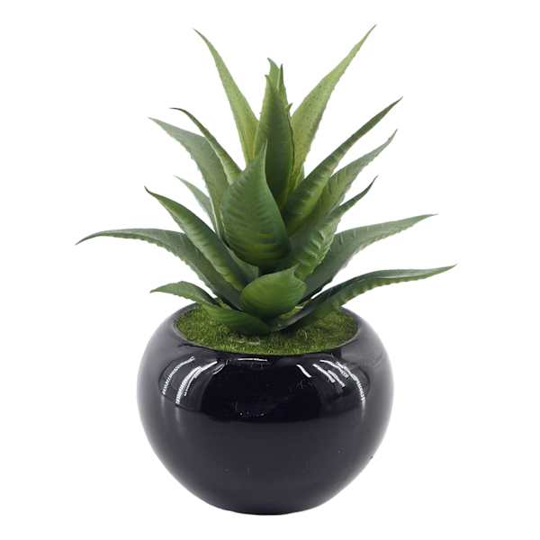 Succulent in Black Ceramic Pot, 6.5"