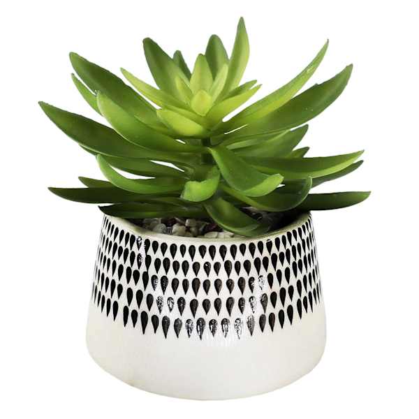 Succulent in Ceramic Pot, 7"
