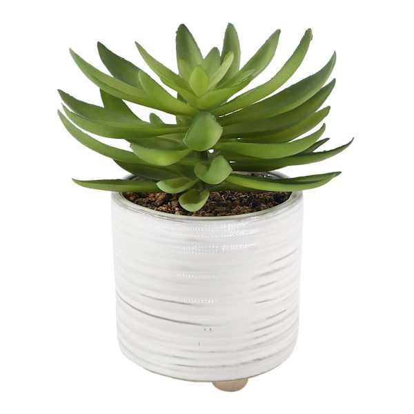 Succulent in Ceramic Pot, 8"