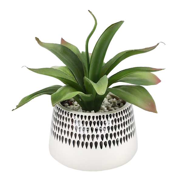 Succulent in Ceramic Pot, 9"