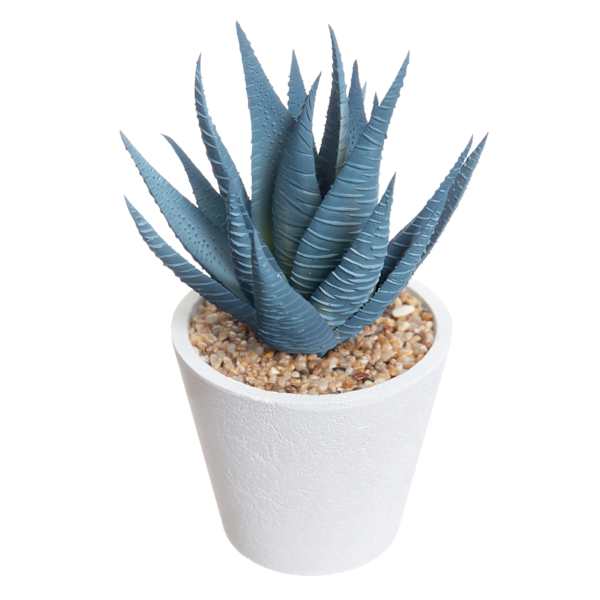 Honeybloom Blue Aloe Plant in White Pot, 6"