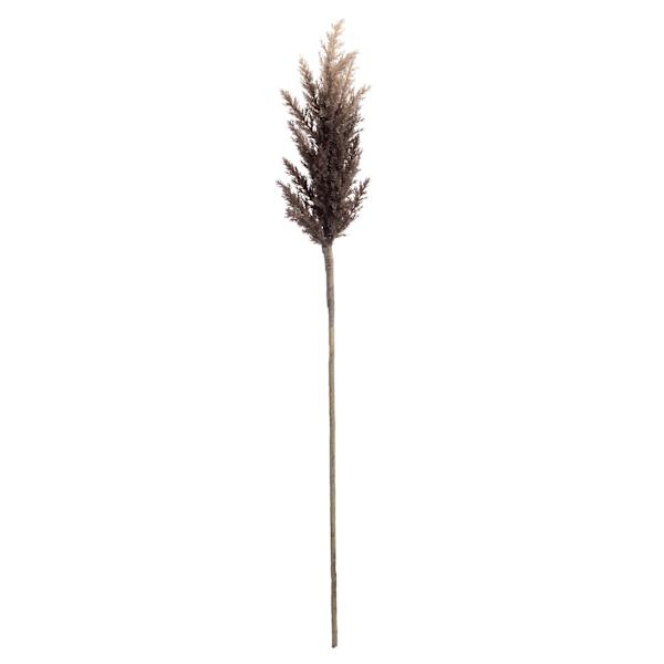 Brown Pampas Grass Stem, 36"