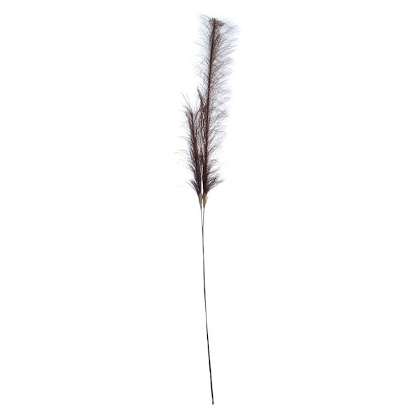 Brown Pampas Grass Stem, 49"