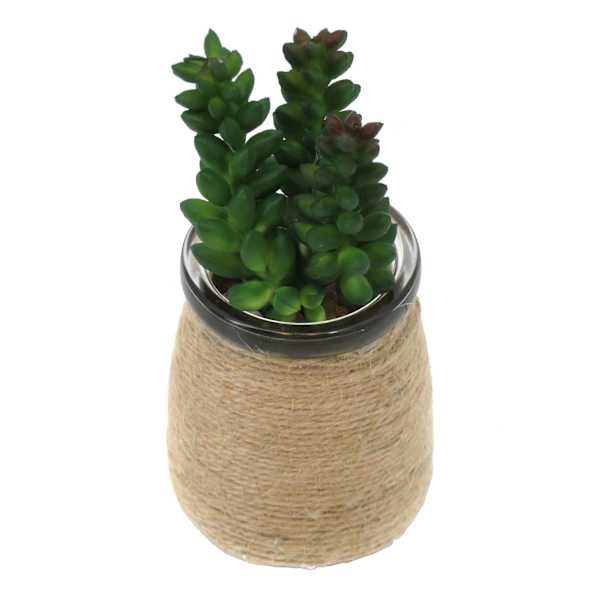 Sedum in Glass Vase, 4"