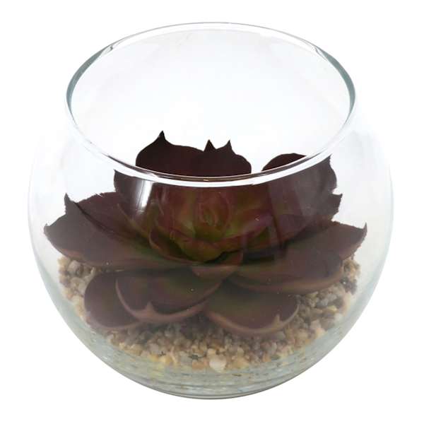 Red Echeveria Succulent in Glass Vase, 3.5"