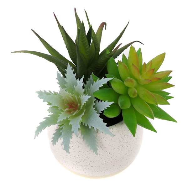 Mixed Succulent in White Pot, 6"