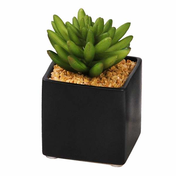 Succulent in Square Ceramic Pot, 4"