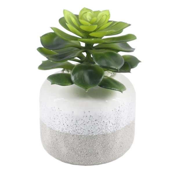 Succulent in Grey & White Ceramic Pot, 5.75"