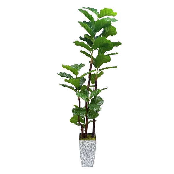 Fig Tree in Basket, 6.5'