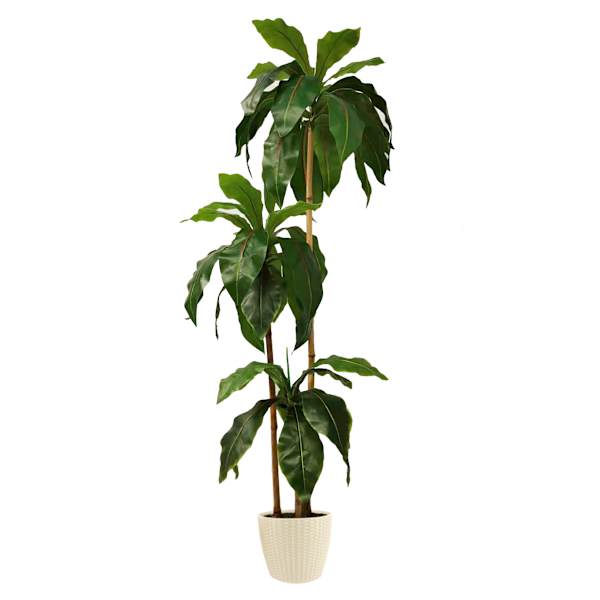 3-Head Bird's Nest Tree in White Planter, 5.5'