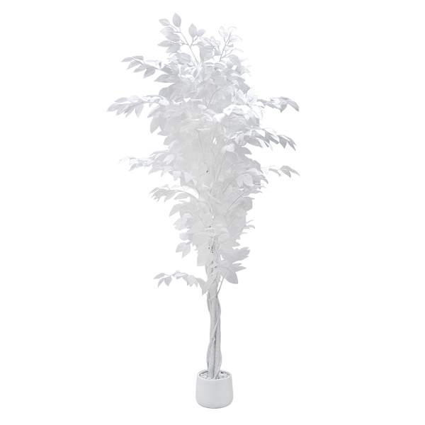 Potted White Fiscus Tree, 6'