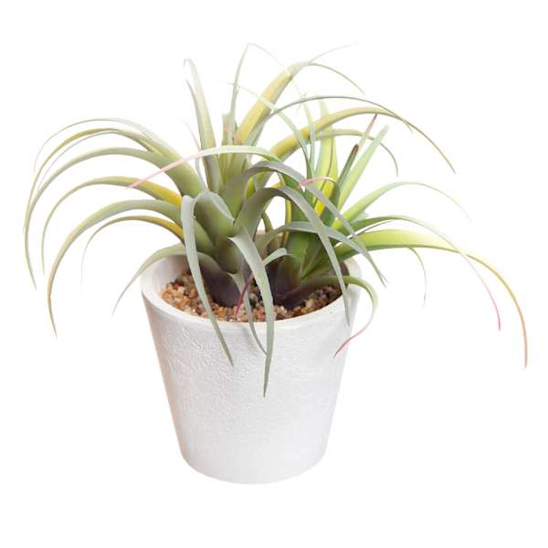 Air Plant in White Paper Pot, 6"