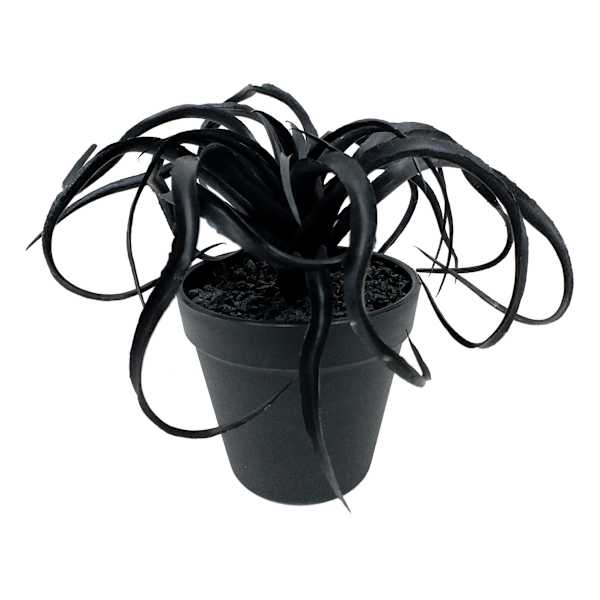 Spellbound Black Air Plant Arrangement, 6"
