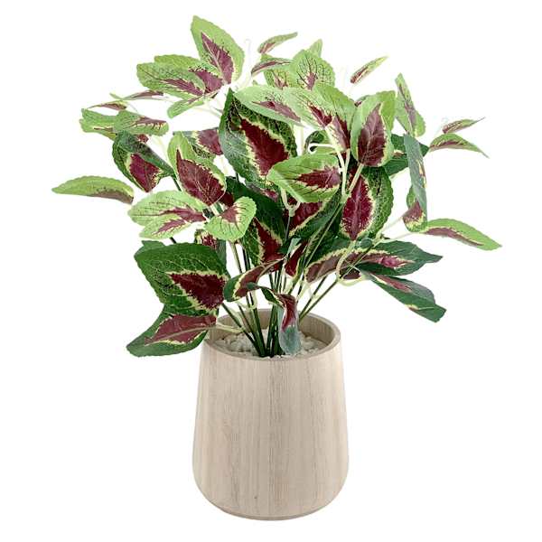 Ty Pennington Coleus Plant in Wood Pot, 13.4"