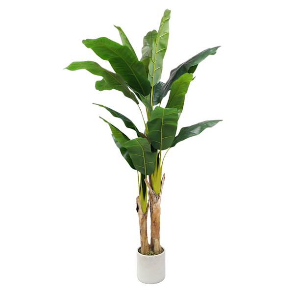 Banana Tree in Ceramic Grey Pot, 6'