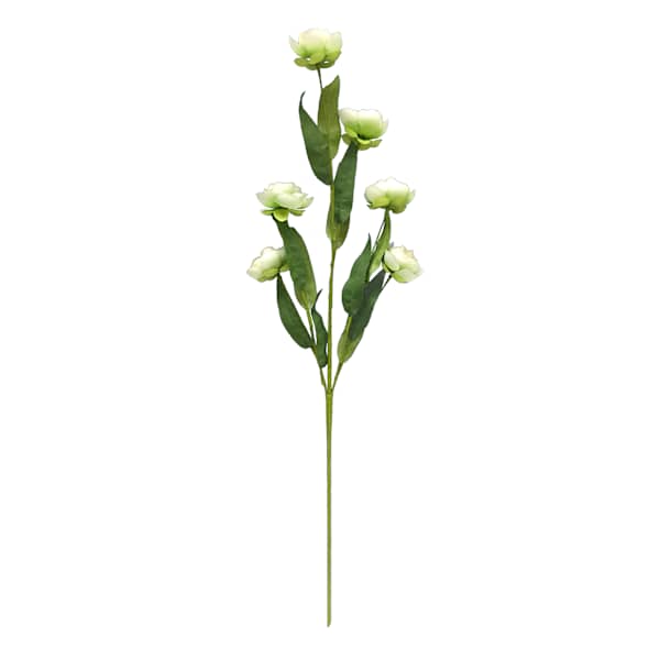 6-Bulb Green Ranunculus Floral Spray, 31"