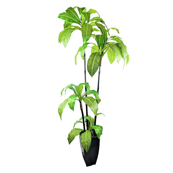 Bird's Nest Fern in Decorative Metal Pot, 6'