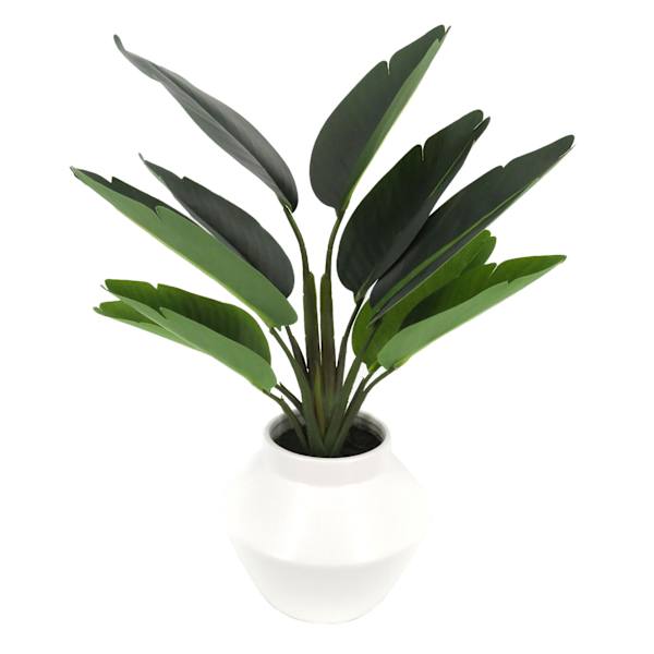 Tracey Boyd Bird of Paradise in White Pot, 18"