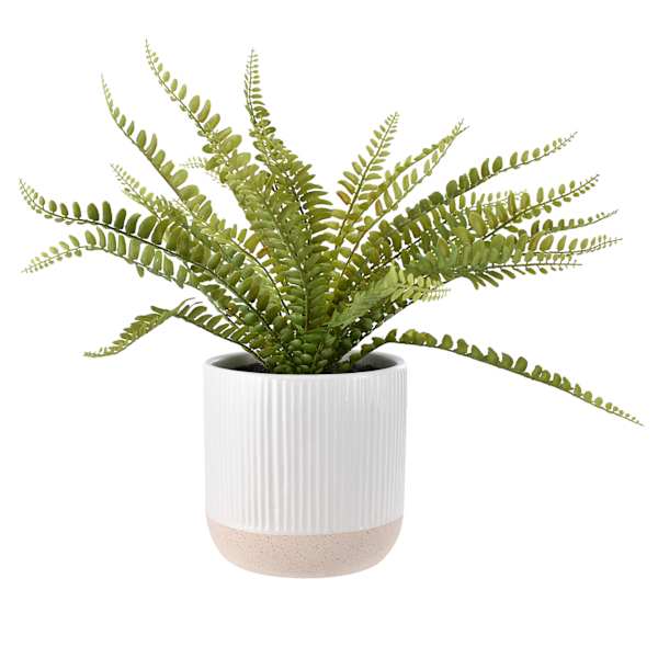 Fern Arrangement in White Ceramic Pot, 18"