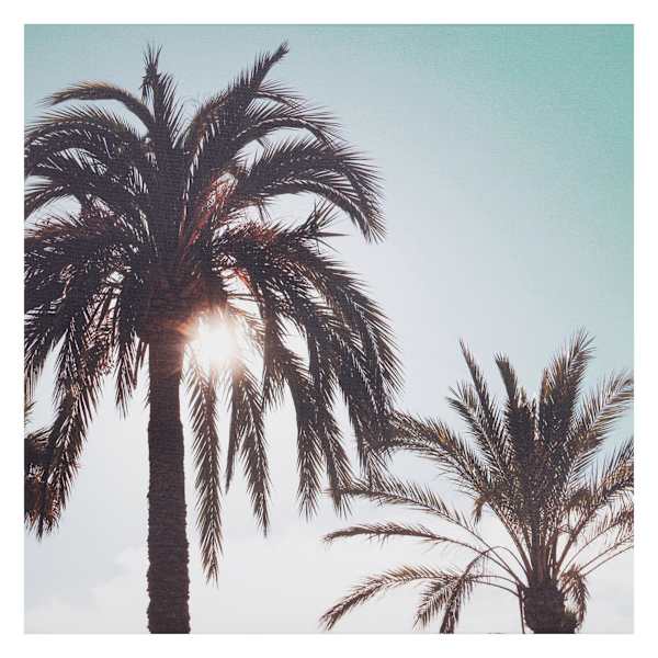 Providence Palm Tree's Canvas Wall Art, 20x16