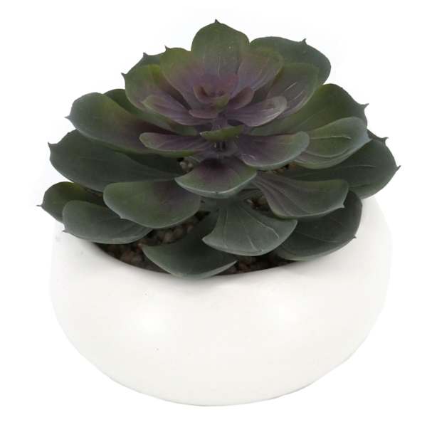 Purple Echeveria in White Pot, 5"