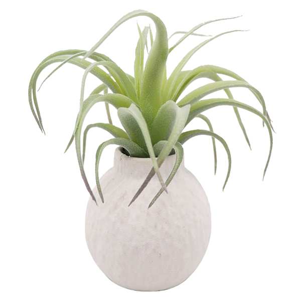 Ty Pennington Air Grass In Ceramic Pot, 6"
