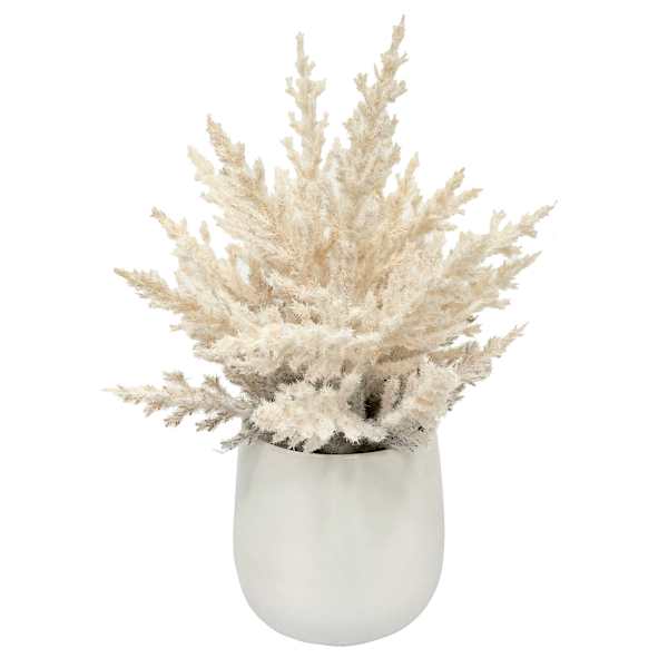 Pampas Grass in Ceramic Pot, 10"