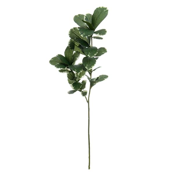 Willow Crossley Pittosporum Spray, 26"