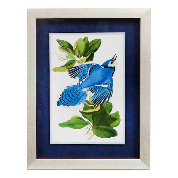 6x8 Blue Jay Framed Art