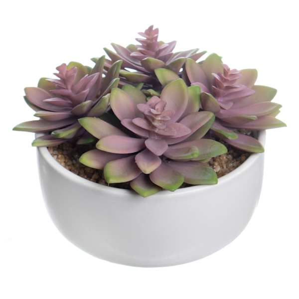 Honeybloom Purple Succulent in Ceramic Pot, 5"
