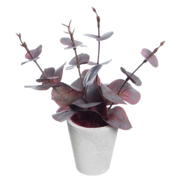 Honeybloom Red Eucalyptus in Pot, 8"