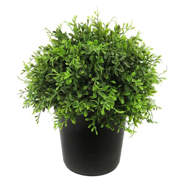 Potted Boxwood Plant, 15"