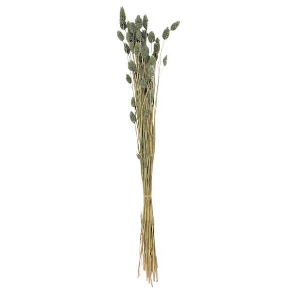 Dried Slate Blue Phalaris Stem Bundle, 28"