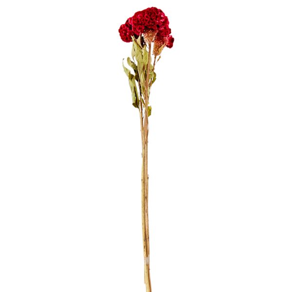 Willow Crossley 3-Stem Red Celosia Bunch, 24"