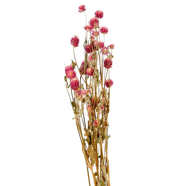Willow Crossley Pink Globe Amaranth Bunch, 24"