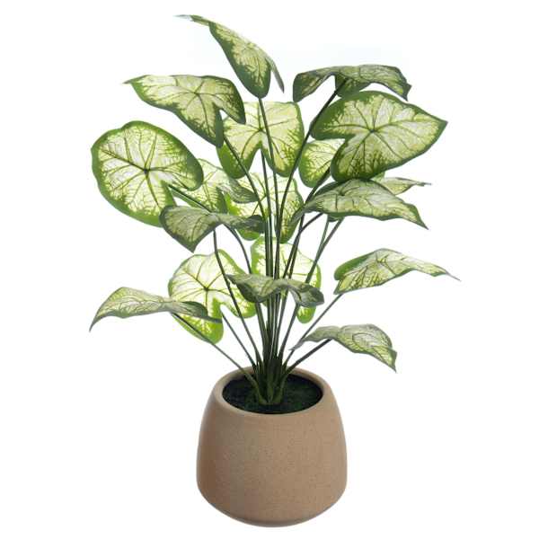 Taro Leaf in Pot, 21"
