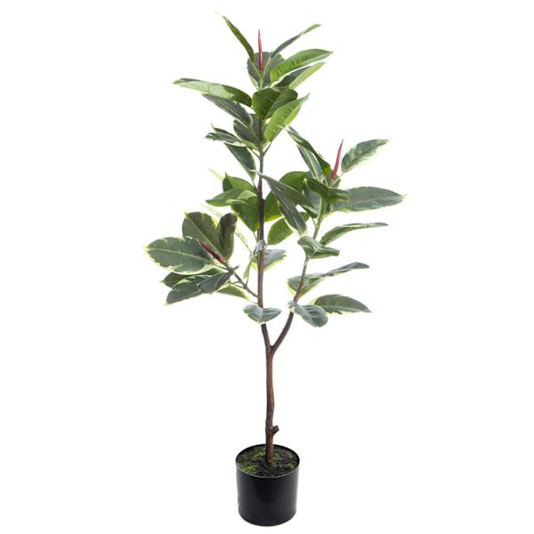 Rubber Leaf Plant in Green Pot, 44"