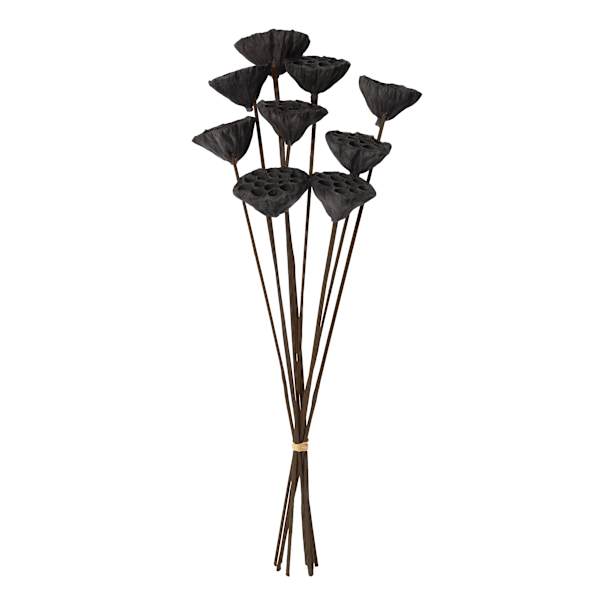 Found & Fable Black Lotus Pod Bunch, 24"