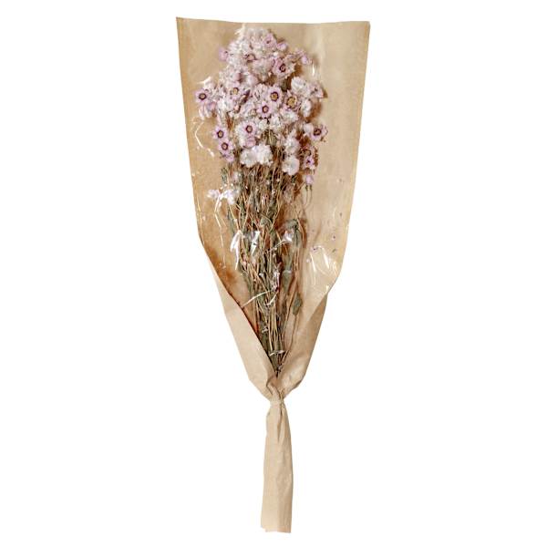 Willow Crossley Pink Daisy Bundle, 19.5"