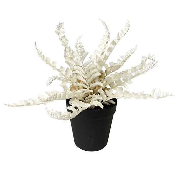 Crosby St. White Fern in Black Pot, 13"