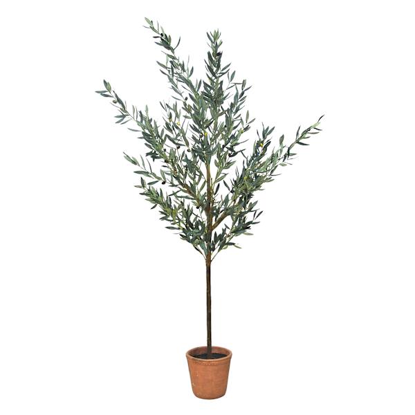 Honeybloom Olive Tree in Melamine Vessel, 72"