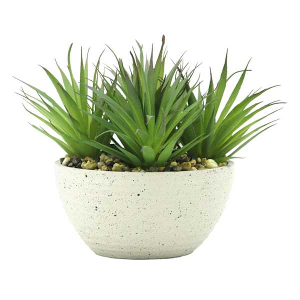 Found & Fable Dracaena Plant in Cement Vessel, 6"