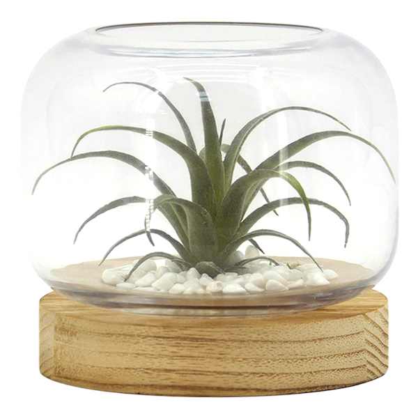Ty Pennington Air Plant in Glass Vessel with Wood Base, 6.1"