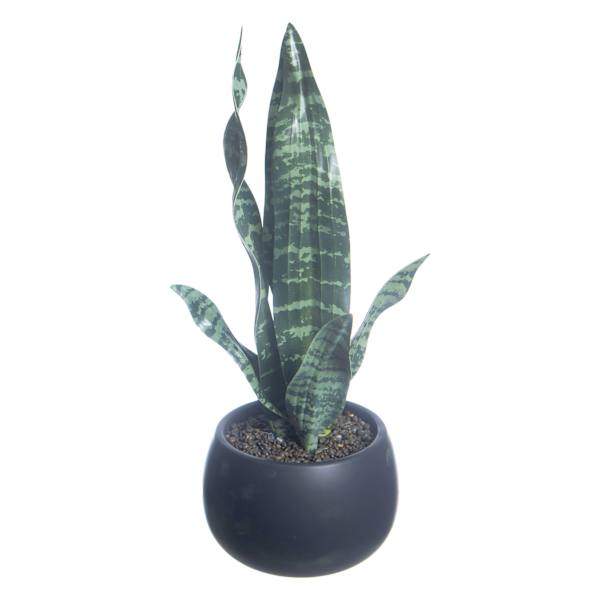 Crosby St. Sansevieria in Black Pot, 17"